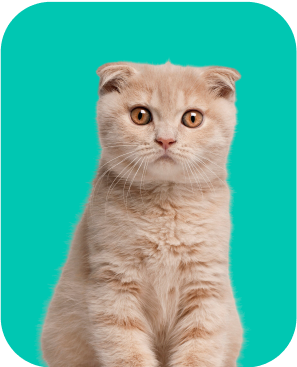 Pet 4