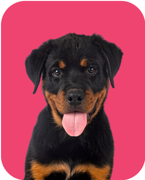 Pet 5